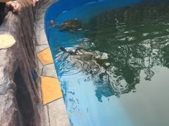 -广东惠东海龟国家级自然保护区