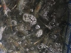 -海峡水产品交易中心(海鲜交易区)