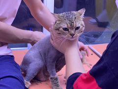 -喵百万·布偶·蓝金金渐层英短·猫舍(百子湾店)