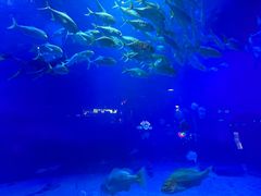 -烟台海昌鲸鲨海洋公园