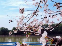 -高东镇樱花园