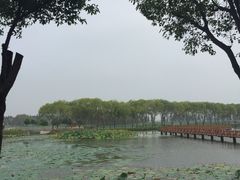 -洪湖生态旅游区