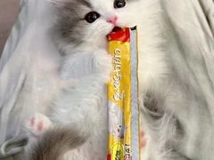 -欣宠猫屋·矮脚拿破仑·蓝金金渐层