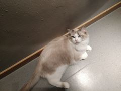 -飞行喵MR PILOT|猫舍·猫咖(静安大融城店)
