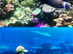 -新加坡文华东方酒店