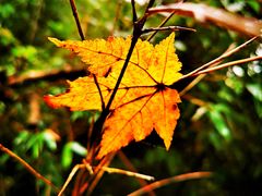 -终南山国家森林公园