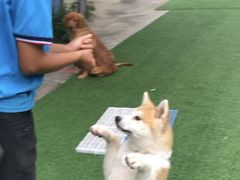 -宠物寄养训练学校