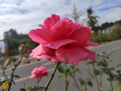 -都江堰玫瑰花溪谷