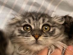 -佳怡动物医院·平价24小时·猫专科骨外科
