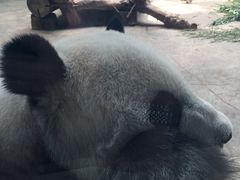 -石家庄市动物园