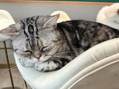 -飞行喵MR PILOT|猫舍·猫咖(静安大融城店)