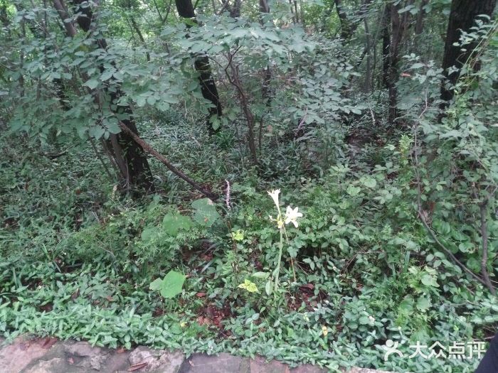 镇江市南山风景名胜区竹林景区图片