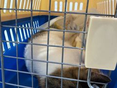 -汪喵宠物医院·骨科心脏影像·犬猫急重症ICU诊疗中心(成华分院)