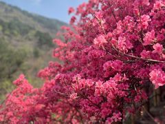 -木兰云雾山