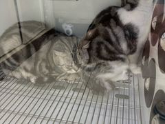 -北京观赏动物医院·24小时大型综合·猫专科·异宠专科