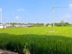 -莲花岛景区