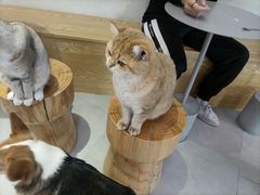 -Heymao猫咖.咖啡厅(东门店)