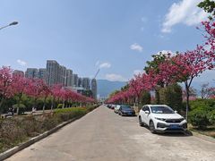 -洱海月湿地公园