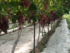 -金谷域澳洲庄园