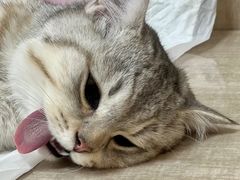 -北京观赏动物医院·24小时大型综合·猫专科·异宠专科