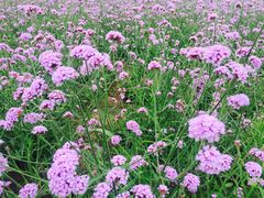 景点-渔岛海洋度假区