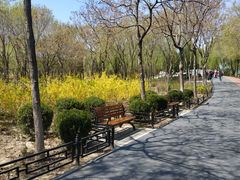 -大兴滨河森林公园