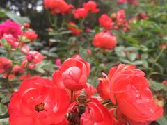 -人民公园(罗湖区)