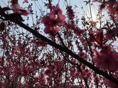 -上海市龙华烈士陵园