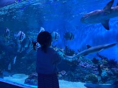 -海合安成都极地海洋公园