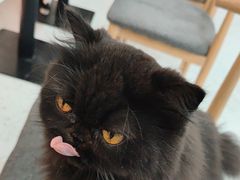 -喵园·猫主题咖啡厅·撸猫·猫咖(国贸店)