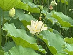 -木塔寺遗址生态公园