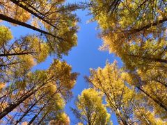 -塞罕坝国家级自然保护区