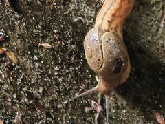 -火炉山森林公园