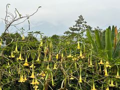 -中国科学院西双版纳热带植物园