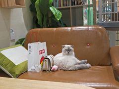 -藏猫猫咖啡主题馆(中央大道店)