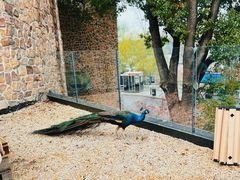 -J Create城市露营咖啡·简餐·宠物(上海动物园店)