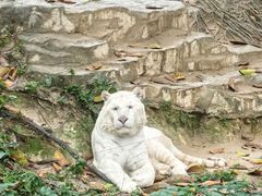 -广州长隆野生动物世界