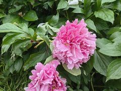 -洛阳市隋唐城遗址植物园