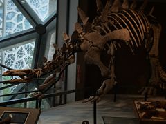 -Behring World of Animals(上海自然博物馆店)