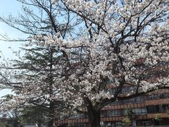 -金泽21世纪美术馆