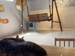 -豆逗聊愈猫阁Easy Life