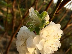 -南国桃园旅游度假区