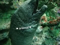 -大连圣亚海洋世界