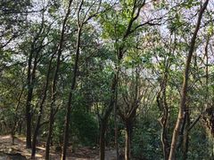 -火炉山森林公园