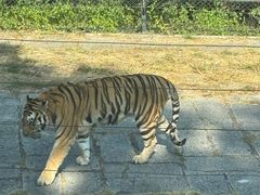 -深圳野生动物园