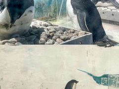 -海合安天津极地海洋公园