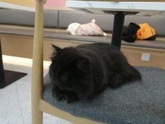 -喵园·猫主题咖啡厅·撸猫·猫咖(国贸店)