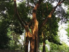 -重庆市江北嘴中央商务区中央公园