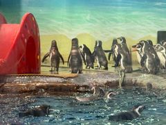 -海合安武汉极地海洋公园