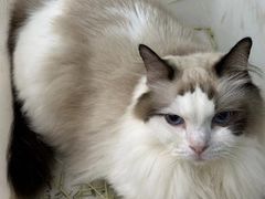 -安格丽娜·狗咖·猫咖羊驼咖(春熙路百盛商场店)